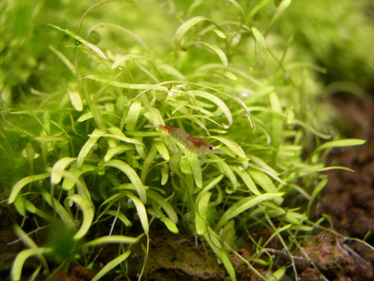 Acuariofiliamad's tweet photo. Este alga resistente a todos los tratamientos que se han hecho parece ser Fuzz/hair/Rhizoclonium.
¿Puedes ayudar al compañero? Ve a https://t.co/BrwJYPzd6V
📷: TRoPHeuS
#AcuariofiliaMadrid #algas #algae #puntoverde #filamentosa #pincel #rodophita #algabarba https://t.co/pFFY6cyehB