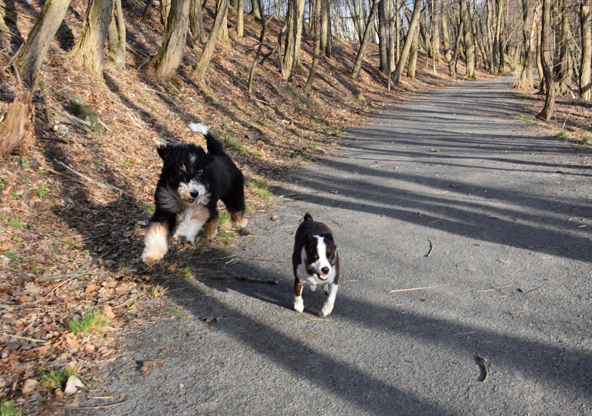 @SenJohnYudichak @DCNRnews @DLHeritage @SenJohnYudichak we are cheering for you from the Back Mountain Trail ☘️ Good luck on your quest to conquer #165Miles of the #DLTrail #trailtiptuesday #happytrails = #happytails #SenatorTakesaHike #PAProud