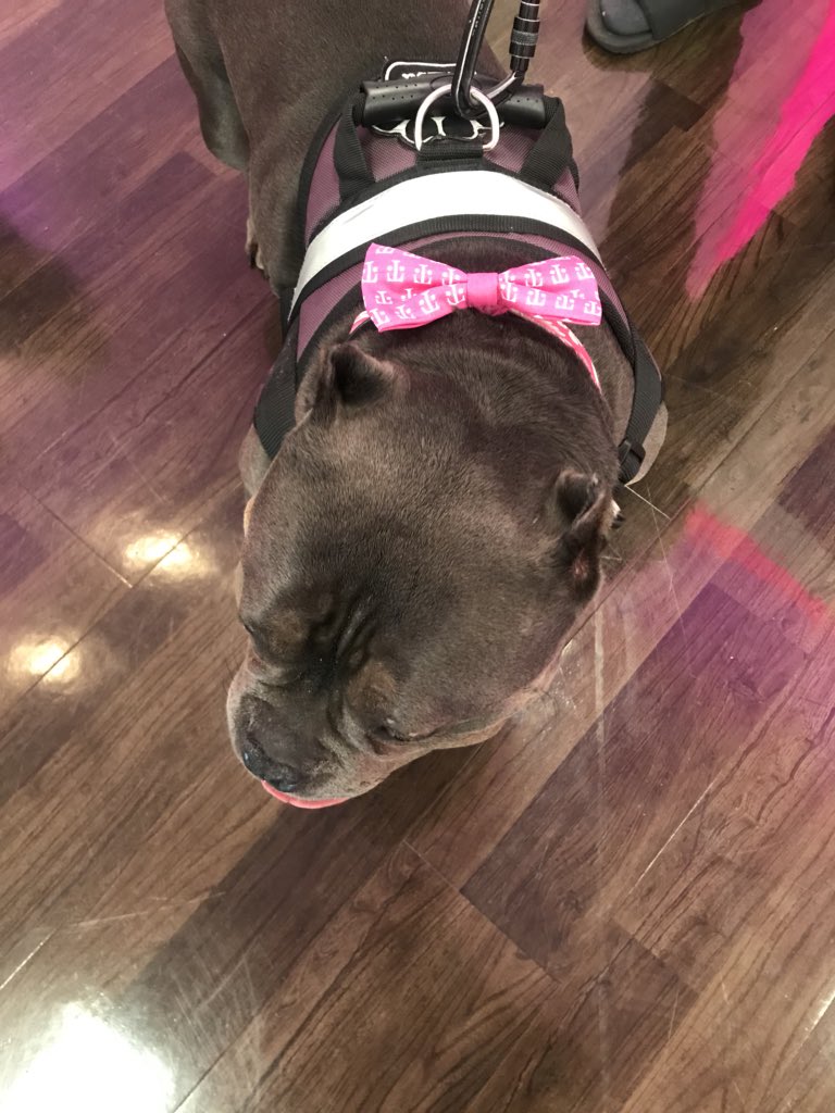 lmaxwell73's tweet photo. Happy customers&amp;happy dog! Misa the bully loves her T-Mobile Tuesday bow tie! #TMobileTuesday #Southbeastbay #TMobile #fremonthub #thankingourcustomers @aimzworld @atejano01 https://t.co/5qtLl8kYeM