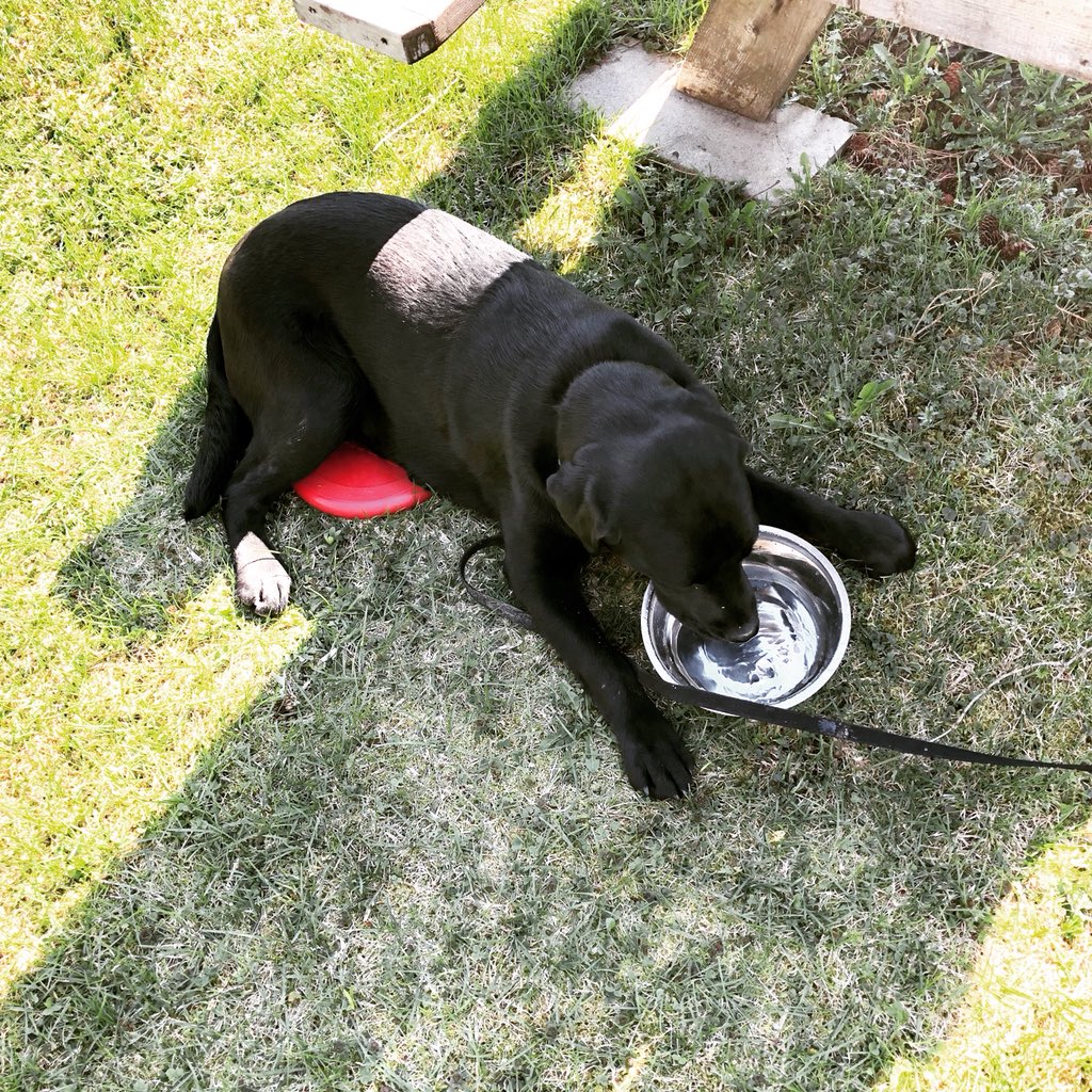 xfebruarystar's tweet photo. When you need a drink break but you don't want anyone messing with your frisbee. #DogLife #PlayingFrisbee https://t.co/2vz83D3A3W