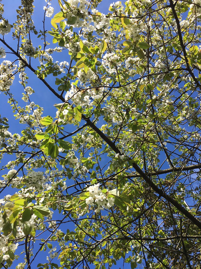 CamilleMarmie's tweet photo. Études of green and white and blue. #pretensiousandlovingit #glasgowsummernumbertwo #glasgowbotanics #colours #postGI https://t.co/1A1oDf0Er3