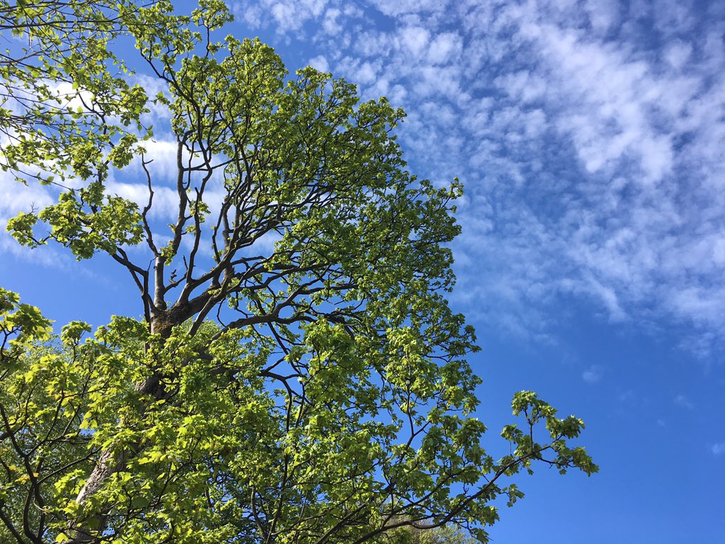 CamilleMarmie's tweet photo. Études of green and white and blue. #pretensiousandlovingit #glasgowsummernumbertwo #glasgowbotanics #colours #postGI https://t.co/1A1oDf0Er3