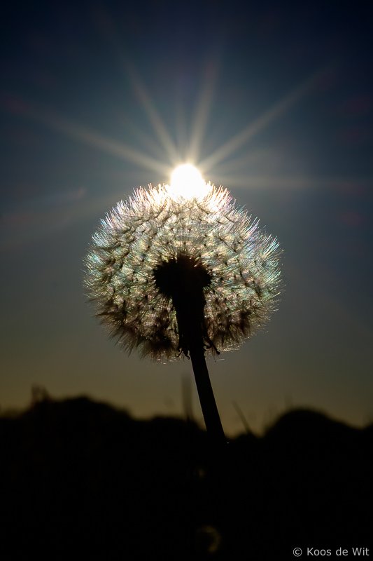 koosdewit's tweet photo. Shine! @fujiguys @fujiholics #fujilove #FujifilmEU https://t.co/ZH8FKM4dd8 https://t.co/vITYWpOKP8