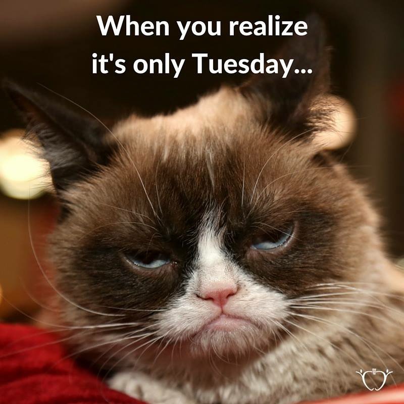 literaryebooks's tweet photo. #HappyTuesday🌞 The Most #powerful #force⚡️In the #universe is:
#Catsoftwitter🐯🌻#crumpycat
#humor🎭
#ThinkBIGSundayWithMarsha💭
#InspireThemRetweetTuesday
#IQRTG🌅 #TuesdayThoughts #TuesdayMotivation🗣 #WednesdayWisdom🗣
#ThursdayThoughts #Thankful
#FridayFeelings https://t.co/TROy4URl0B