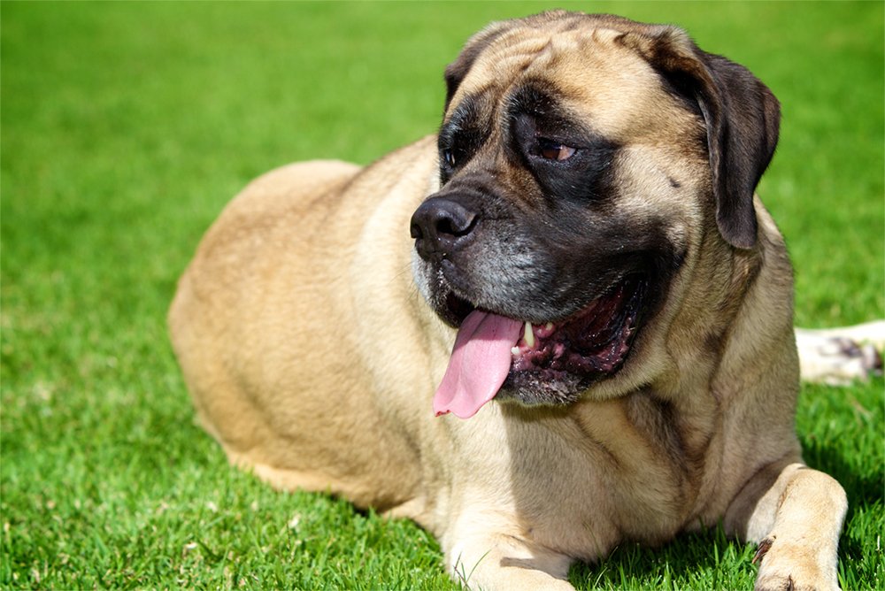 The heaviest #dog breed, the #Mastiff, weighs about 200 pounds- Not exactly a lap dog! #K9ResortsFunFacts
