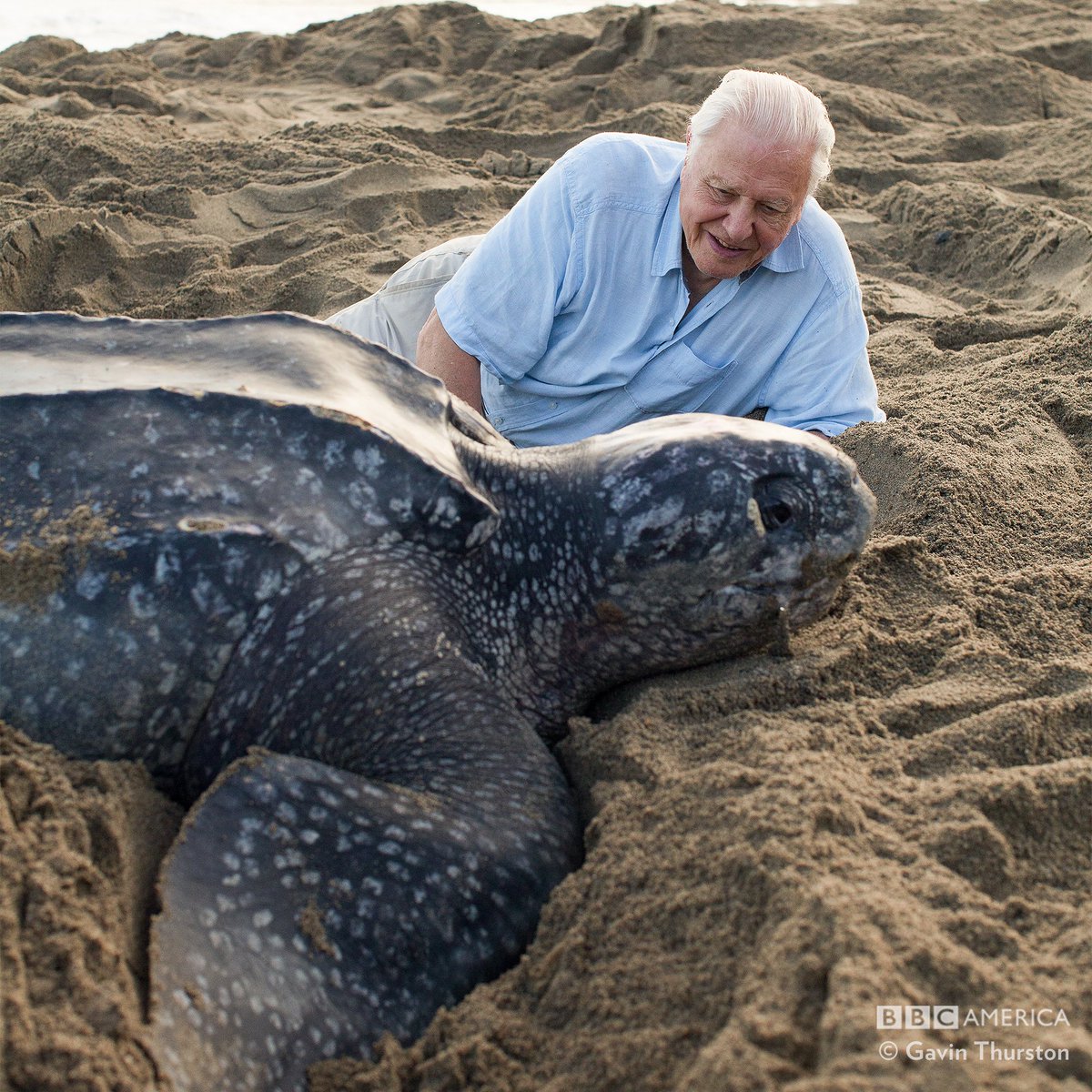giant leatherback sea turtle