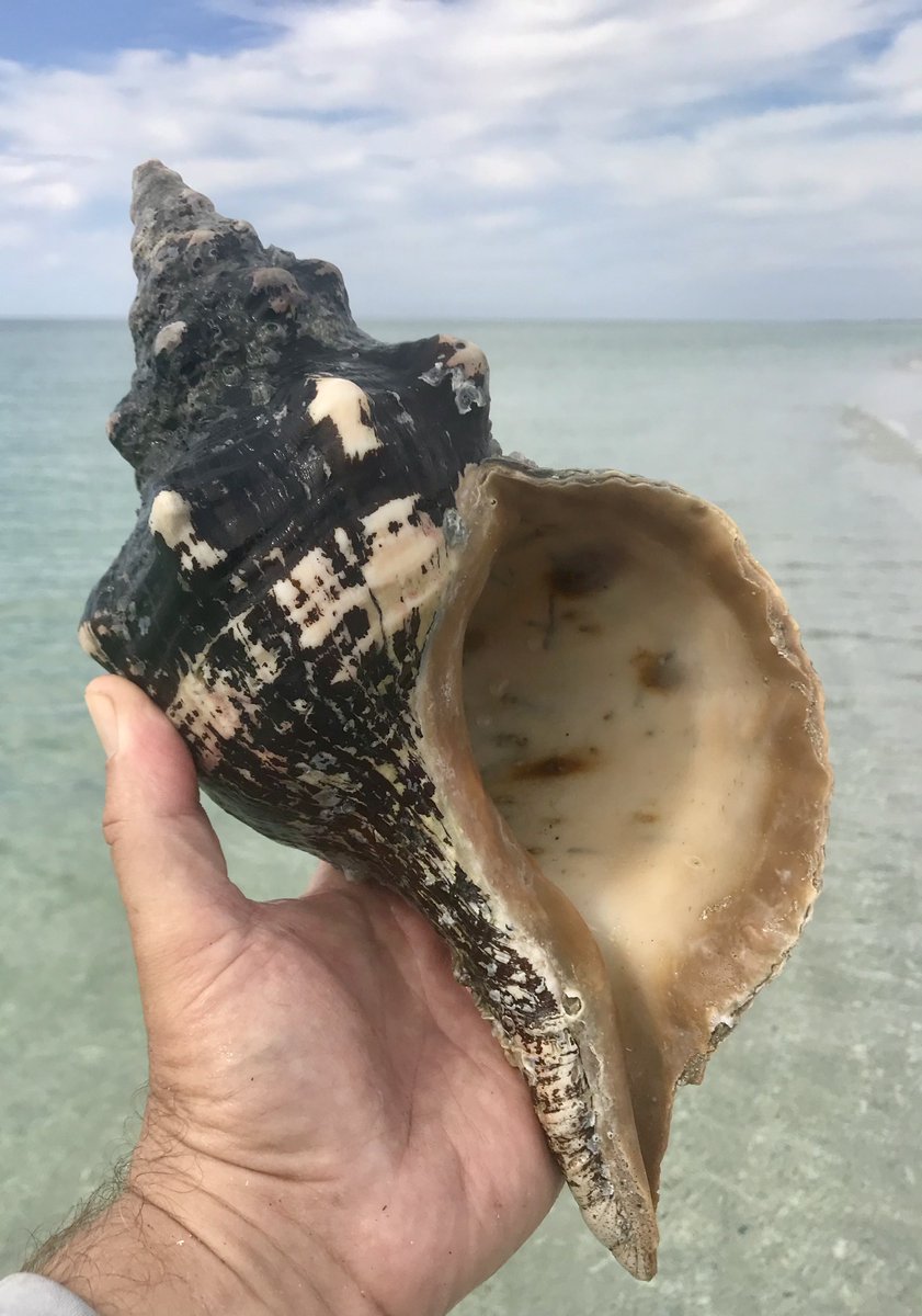 MatlachaBoats's tweet photo. Cayo Costa ... Special place on earth... get there with @MatlachaBoats  Reserve at 239-898-2044 https://t.co/QnA0FKZWDW