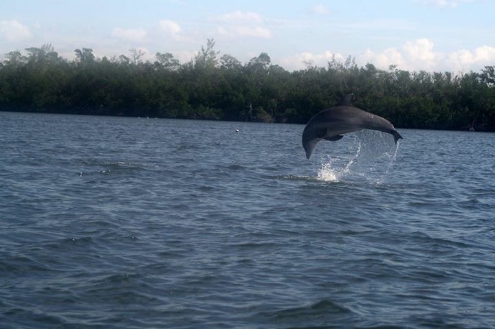 MatlachaBoats's tweet photo. Cayo Costa ... Special place on earth... get there with @MatlachaBoats  Reserve at 239-898-2044 https://t.co/QnA0FKZWDW