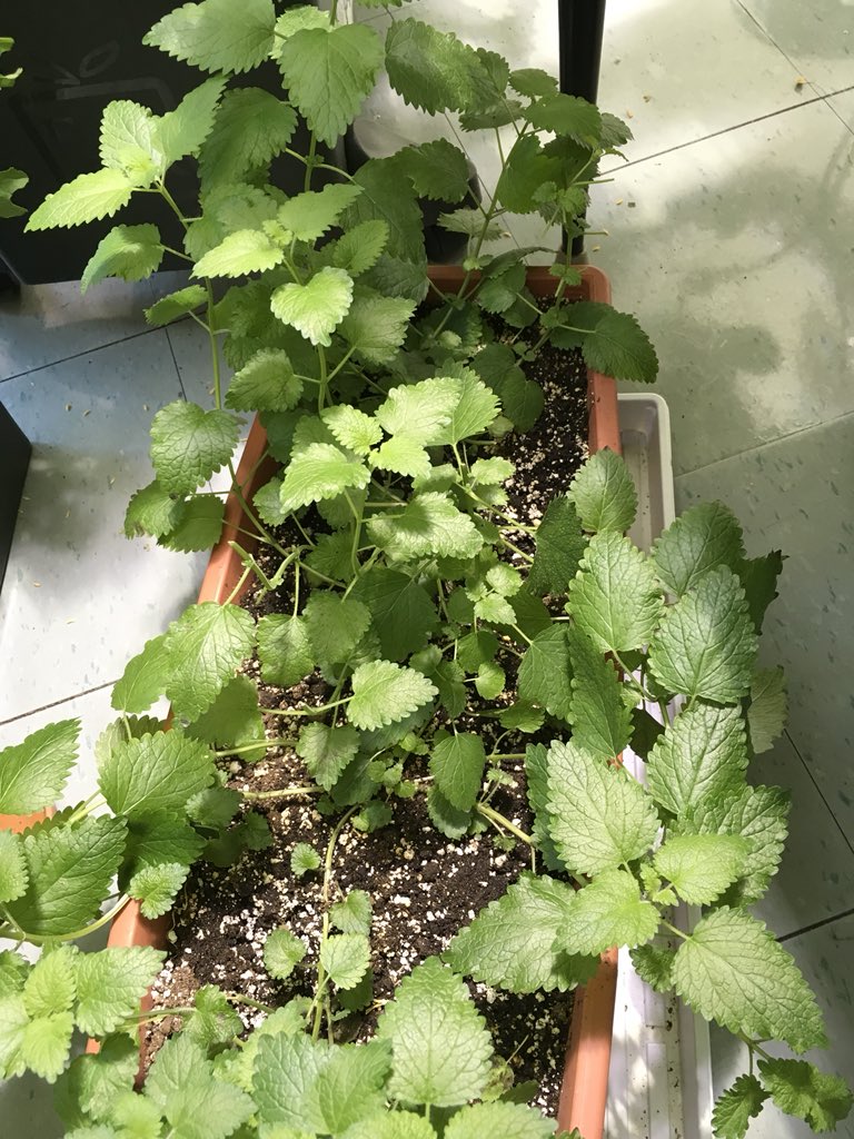 MsJacobs_NL's tweet photo. Lemon tea, anyone? We harvested lemon balm leaves yesterday and hung them to dry.  🍋 ☕️ #lgt https://t.co/4XW3BXRUjW