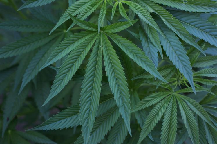 MMJDOCTORONLINE's tweet photo. ○MMJ eases the symptoms of Multiple Sclerosis○

#MMJ works to stop the negative neurological effects and muscle spasms caused by #MultipleSclerosis 

Click here to get a licensed #mmjcard in #California https://t.co/KaFFM0pvLa https://t.co/viiM1OZYpX