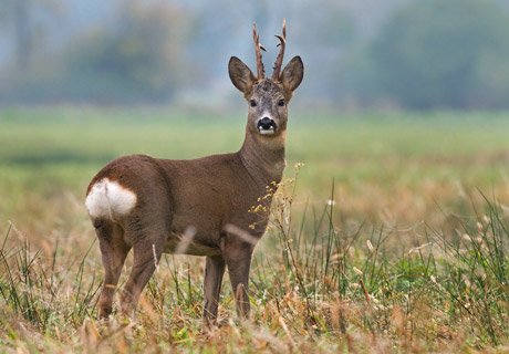 ‼️Amigos, ya está abierto el plazo de inscripción para inscribirse a los sorteos de recechos de #corzo en Pagoeta. A continuación os dejamos toda la información necesaria:

▶️armeriagostiola.net/noticias/abier…