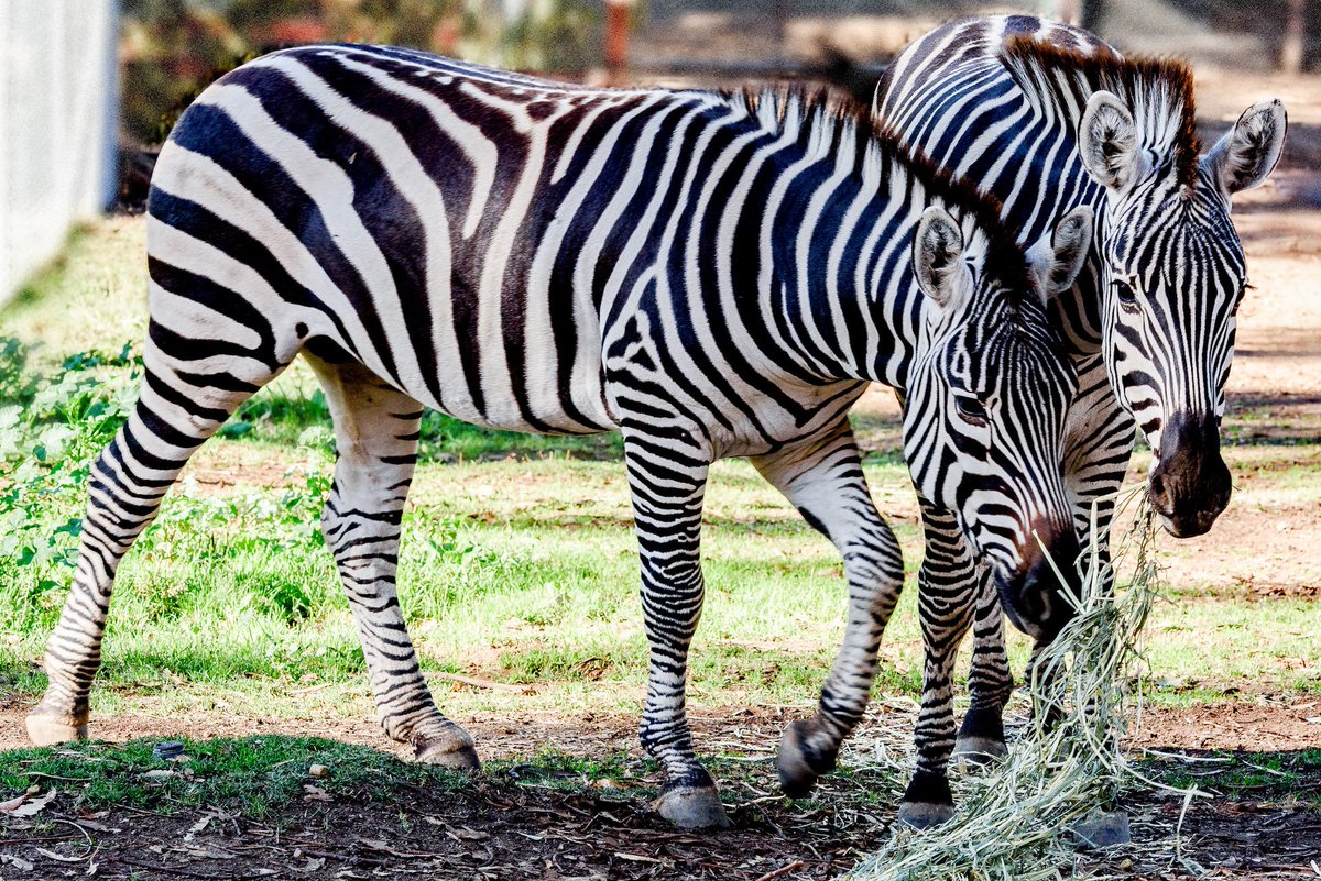 Where Do Zebras Live Map