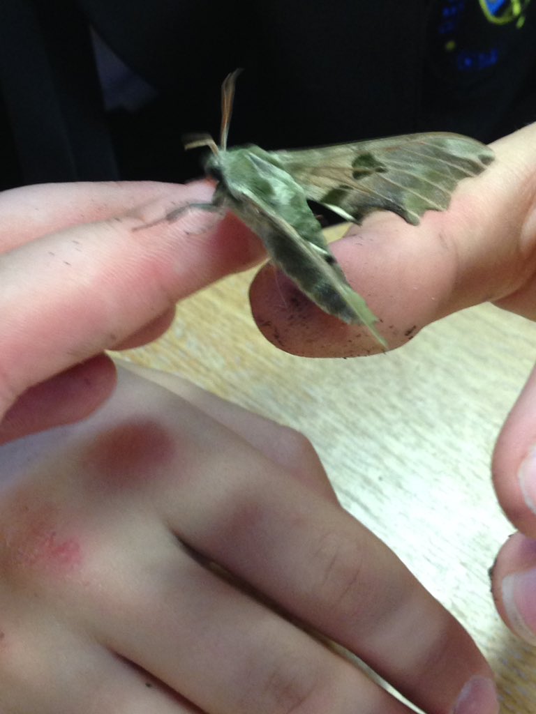 Today we met and held some beetles, slugs, moths and spiders, learning about how important they are. 🐌🕷🐜🐛🐞 Fun fact: There are over 200 million insects for each human on the planet!!