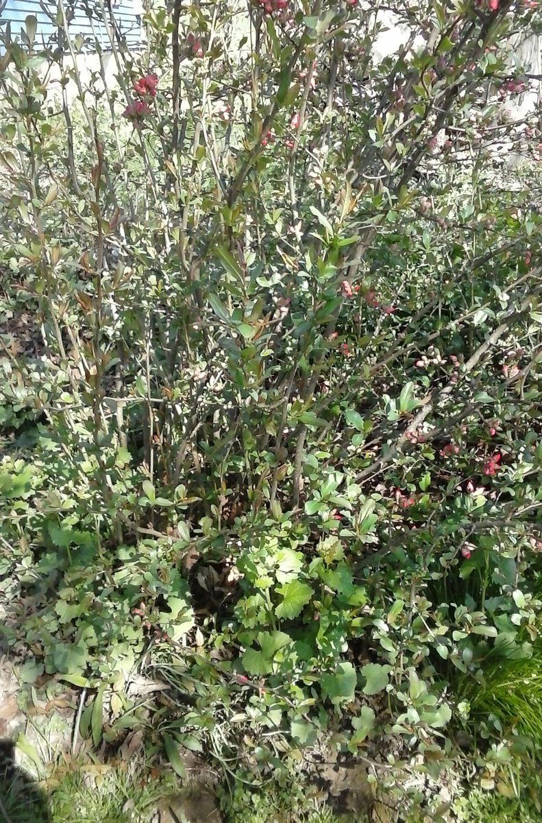 sunflower2014sb's tweet photo. #plantchat #gardenchat 😀 trying to ID this bush that grows at our farmhouse. Planted by inlaws long ago. Thanks! https://t.co/2h00Imag26