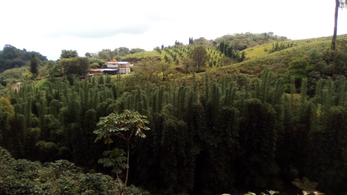 BambusaCerveza's tweet photo. Próximo proyecto! #Sierranororiental #Puebla #Microindustriaescuela #Bambooshoots #Yaseviene #Inbamboowetrust https://t.co/viQkVwV4ed