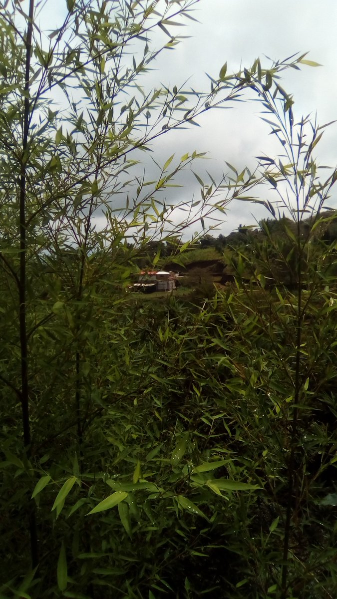 BambusaCerveza's tweet photo. Próximo proyecto! #Sierranororiental #Puebla #Microindustriaescuela #Bambooshoots #Yaseviene #Inbamboowetrust https://t.co/viQkVwV4ed