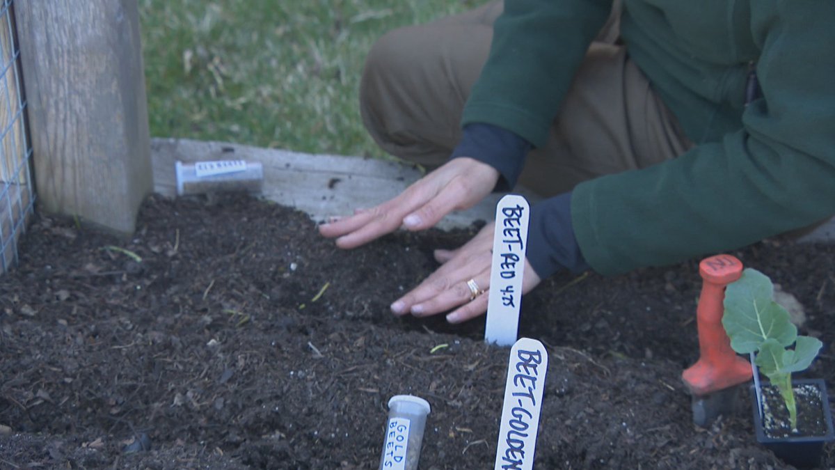 wttw's tweet photo. Next week we plan on planting our next round of crops in the garden with @TOGgardens and we need your help deciding what to grow. Vote in the following polls: https://t.co/pdklBD8sJw