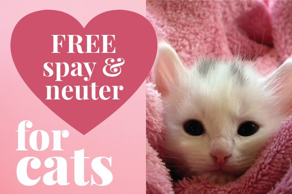 Em Los Angeles On Twitter La Animal Services Lacitypets Flyer Showing Cute Kitten Wred In Towel To Promote Free Spay Neuter Services For Los
