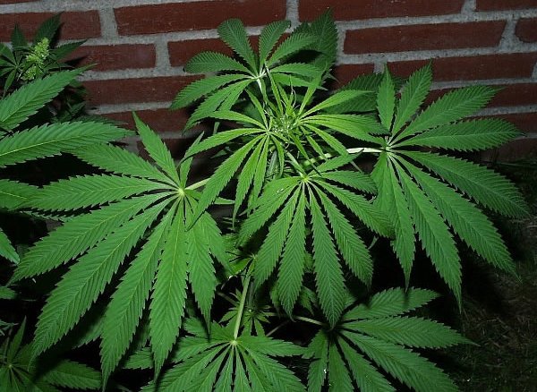 420_evaluations's tweet photo. #MedicalMarijuana slows and stops #Cancer cell growth!

Get natural treatment by #Cannabis - https://t.co/kHFDV8zJNn https://t.co/r5N7fIvMjx
