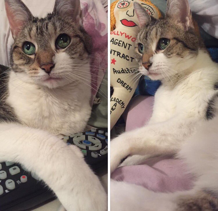 Keeping her finger on the pulse of the tv shows, so she's ready when she gets the call 😂
-
-
 #cute #mykat #pethumor #sweet #UnconditionalLove #notreallywhatsheisthinking #agent #remotecontrol #tv