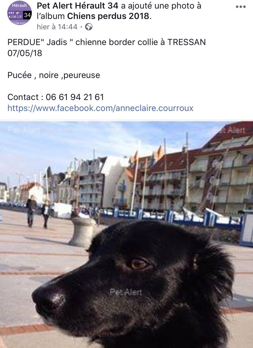 AutoGeib's tweet photo. Aidez-moi à retrouver notre chien #tressan #suddefrance #34000 #help34 https://t.co/5hg3JnUGdj