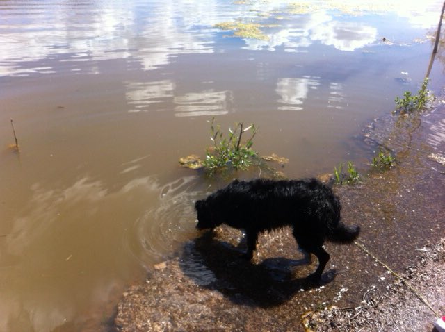 AutoGeib's tweet photo. Aidez-moi à retrouver notre chien #tressan #suddefrance #34000 #help34 https://t.co/5hg3JnUGdj