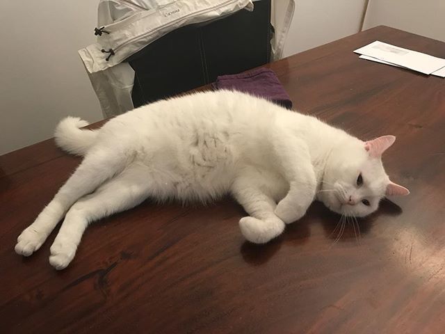 Paris__cats's tweet photo. This is me flirting with mum. But beware, this face means; it might seem I want belly rubs but the moment you come near I will bite you and scratch you. 😼😹🙀 https://t.co/LpYVrBVjvm