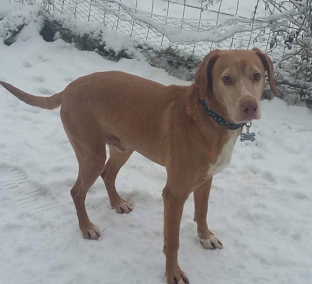 FOR ADOPTION IN #UK 
Lovely Marcus is looking for his forever home...he’s been let down and would dearly love his own home💕

#adoptdontbuy #rescuedog #AdoptMe #uk #dogsarelove