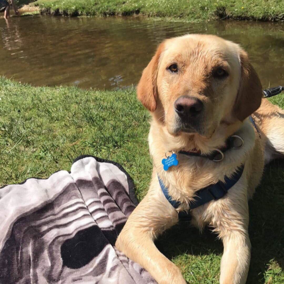 Our #HelpfulHounds practice their training wherever they go! On this gorgeous day, one of them is practicing his 'settle' down by the river!

#assistancedogs #dogtraining #matwork #dogs #supportdogs #downsyndrome #labradors #labs #labradorsofinsta #labsofinsta