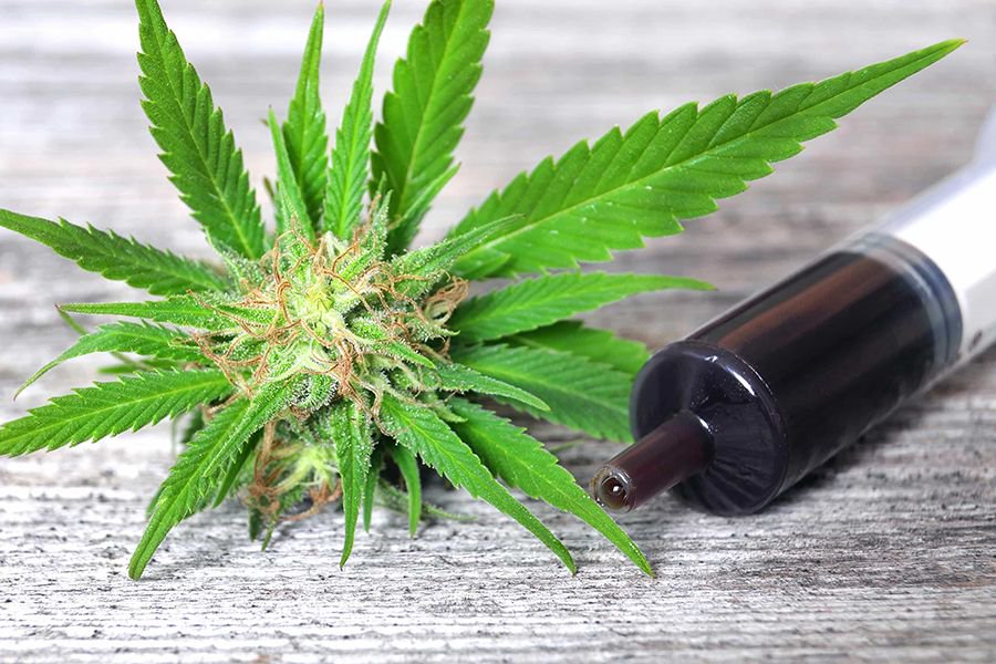 revistacanamo's tweet photo. Porque no todas las variedades de cannabis son aptas para una #extracción medicinal, aquí tienes las 8 mejores variedades para fabricar el aceite medicinal Rick Simpson. https://t.co/nhWnUXIet4 https://t.co/V3mHpwfEpo
