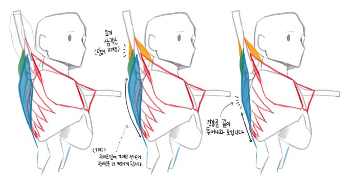 광배근의 이해? 