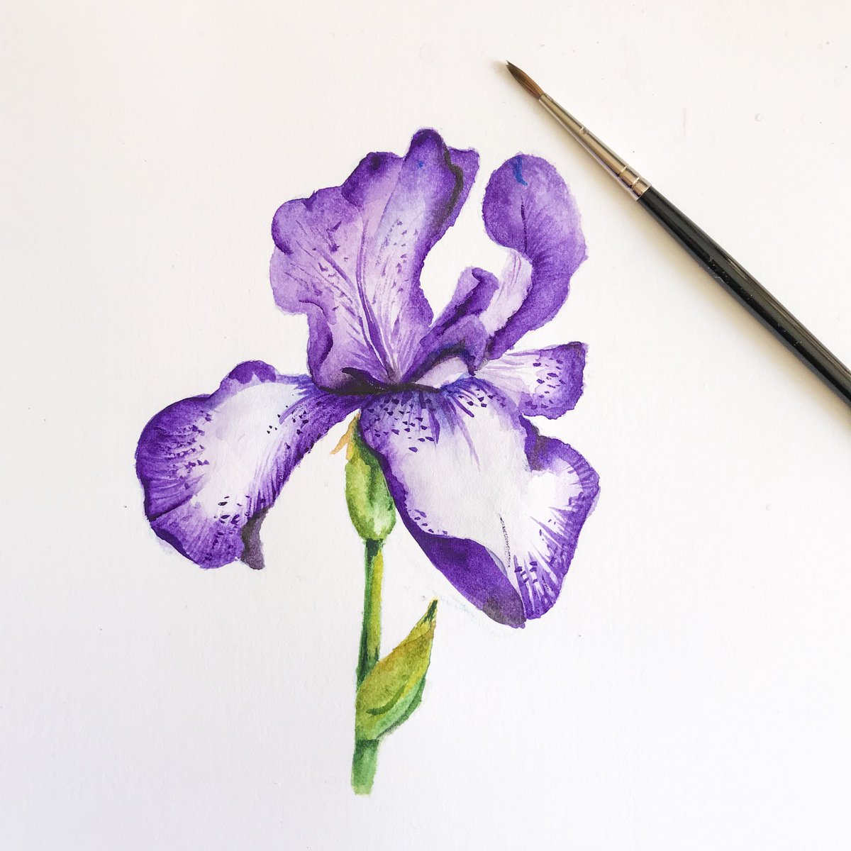Handpainted iris flower for clients’s logo .
.
.
.
#watercolor #watercolour #watercolourinspiration #painting #paint #art #artwork #artinspiration #tuesday #pretty #logo #logodesign #graphicdesign #graphicdesigner #artist #handpainted