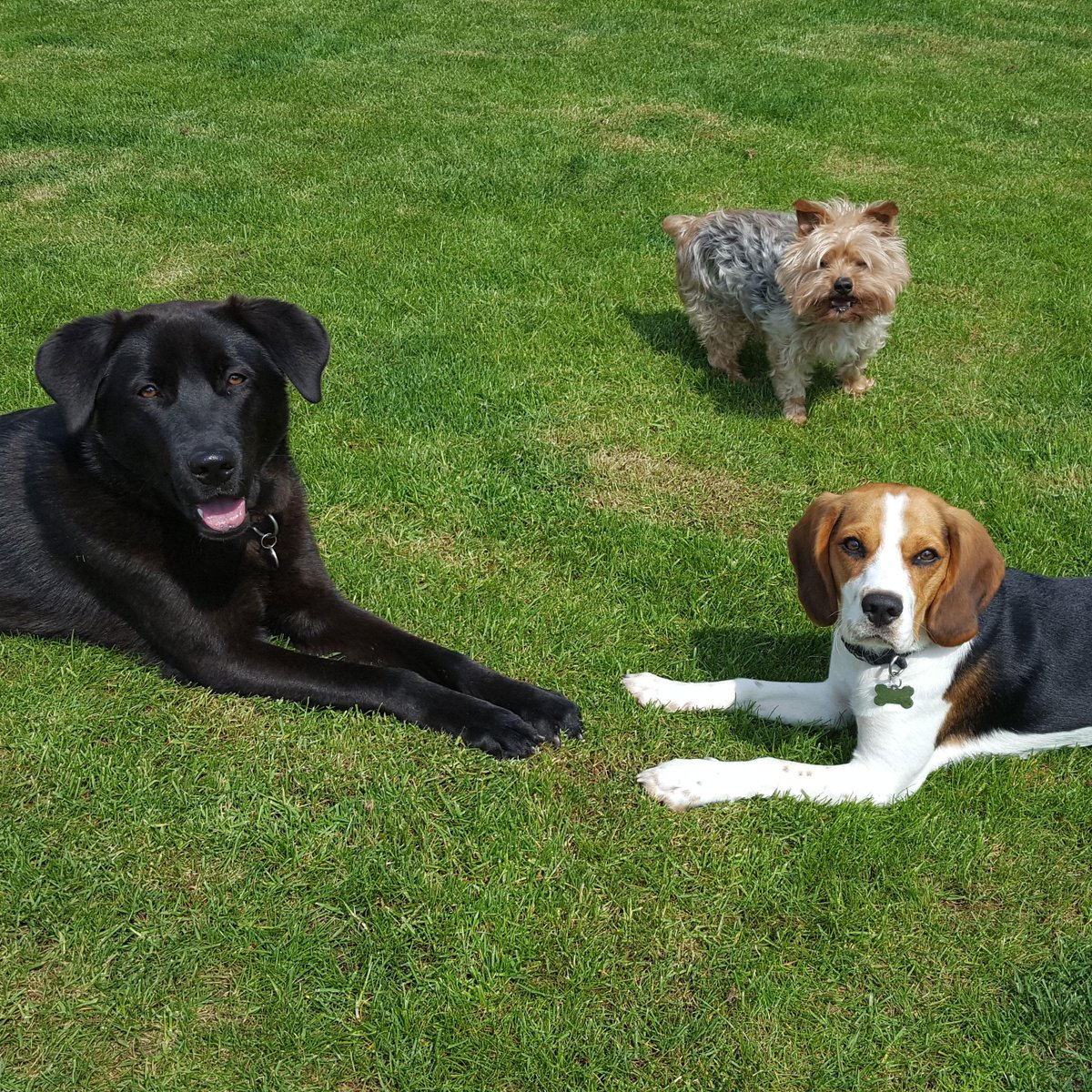 Pure Pet Passion (purepetpassion) Twitter