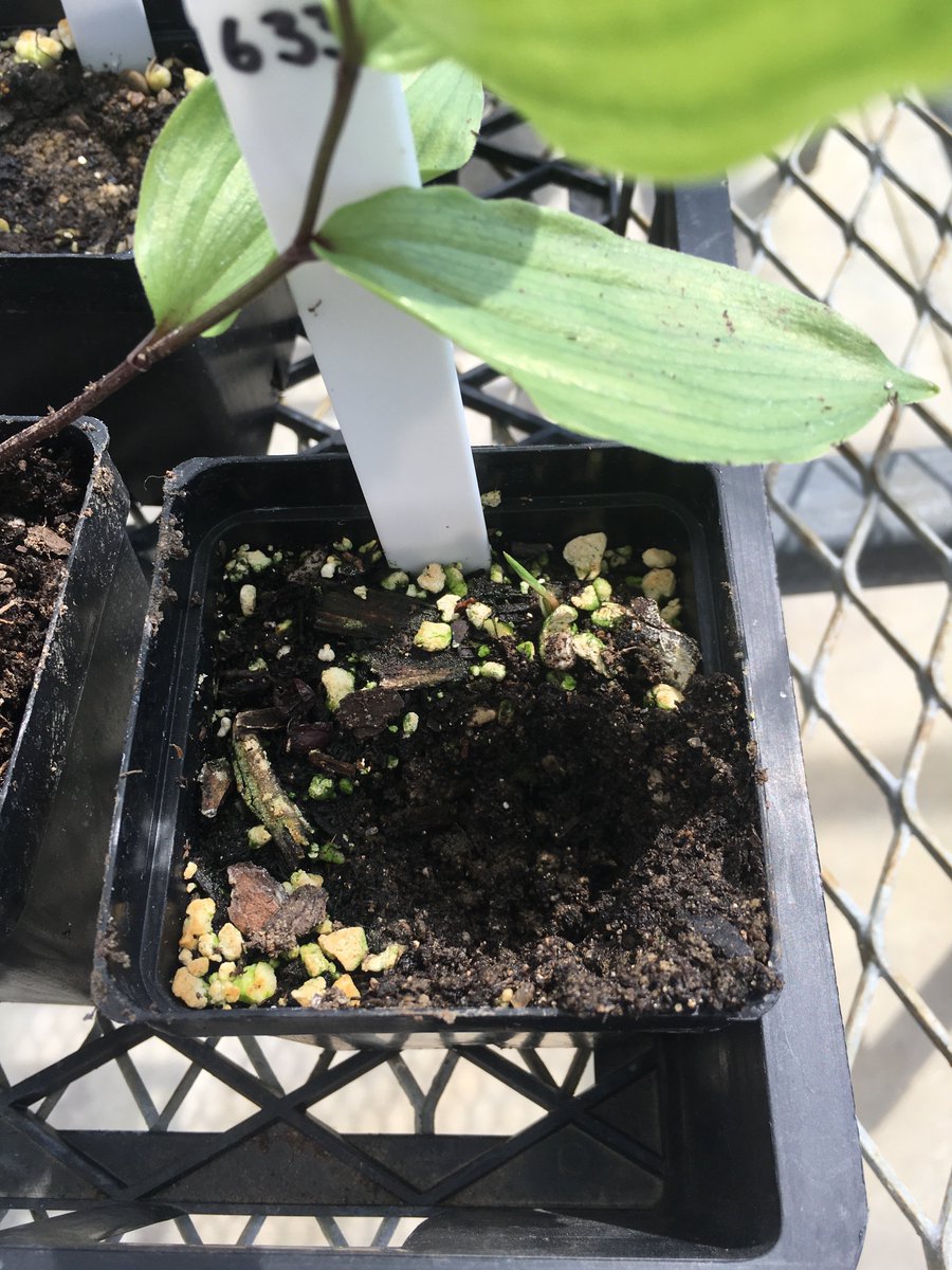 The good: the experimental babies look great
The bad: a raccoon snuck into the polyhouse and thought the looked like a good snack