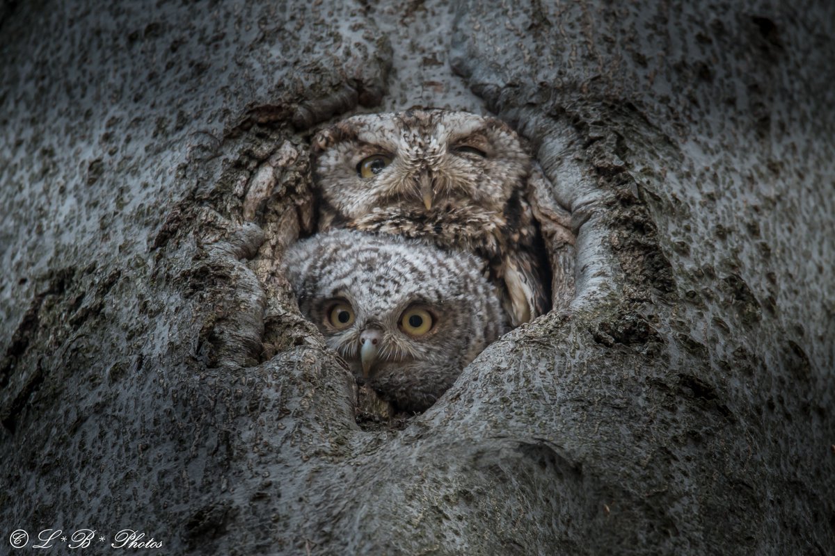 Lorr333's tweet photo. (2) Mom Screech owl with owlet in nest #Montreal #Quebec #Canada #owl #owlet #spring #Screechowl #weather #birds @LGrahamCTV @audubonsociety @NatureCanada @NatGeo @VivreMontreal
#springisofficiallyhere Yay! https://t.co/4OuYefhgfT