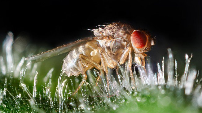 GIRCOR's tweet photo. #Drosophile: la #bactérie symbiotique #Spiroplasma tue les #embryons #mâles avec la toxine #Spaid et se propage via les mouches femelles https://t.co/wOqD0jnBYC https://t.co/1hYYiQm7ft