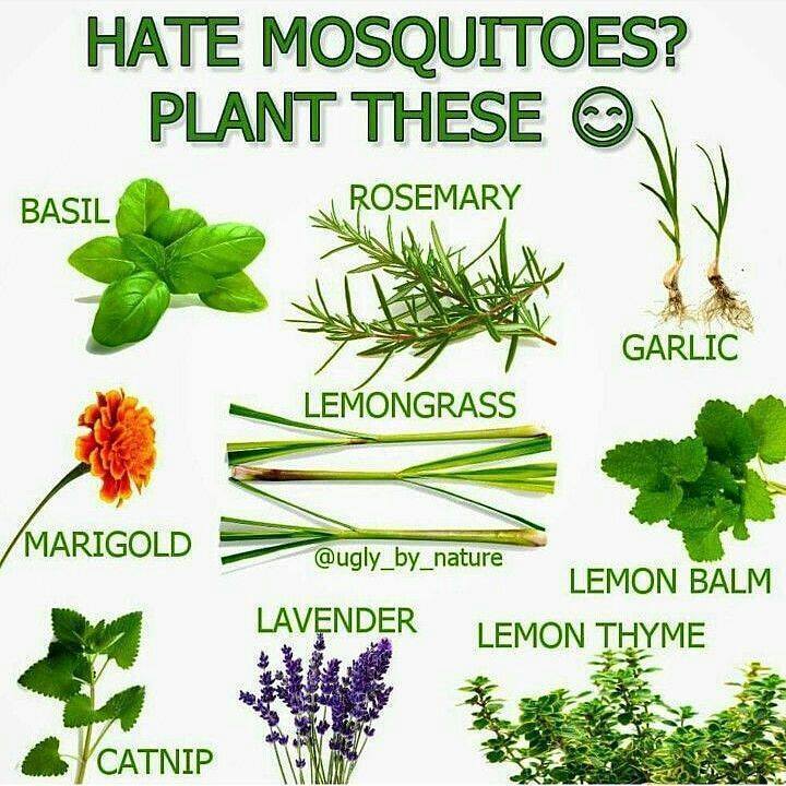 RedDirtCache's tweet photo. Mosquito repellent https://t.co/46XfMXfNV1 https://t.co/ZeXCmVRTnX