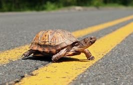 MStadolnik's tweet photo. SAVE THE TURTLES! Caught another one today trying to cross a busy road. Remember, these little guys are determined... Bring them to where they are going, they'll just try to cross again. https://t.co/I5pEKg4B2H