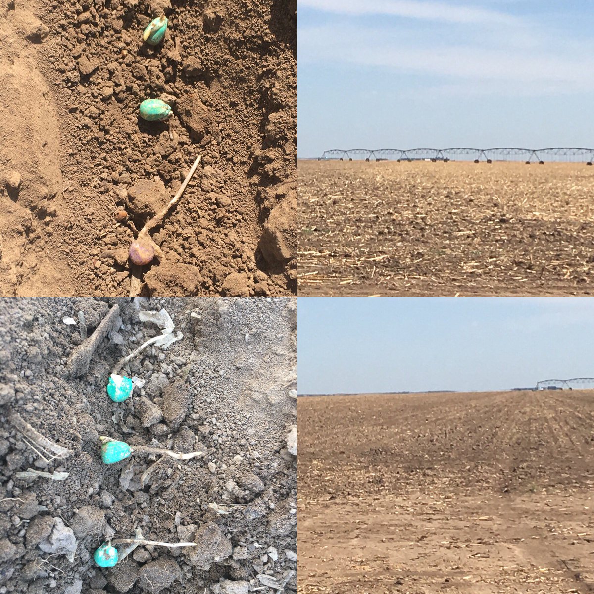 msimsW900L's tweet photo. Tilled vs no-til notice the tillage on the bottom photo sent a bigger root down with more consistency? #tillagematters #Plant2018 #growbabygrow #fieldcheck #scouting https://t.co/x9oJHUpddb
