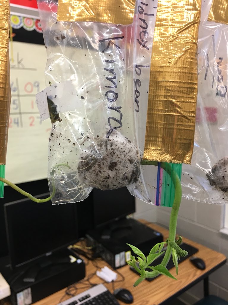 MsWhitneysRoom's tweet photo. Our roots responded to gravity and our plants responded to sunlight - even when flipped upside down! #botany #wow #science https://t.co/3U3UPQA0hs