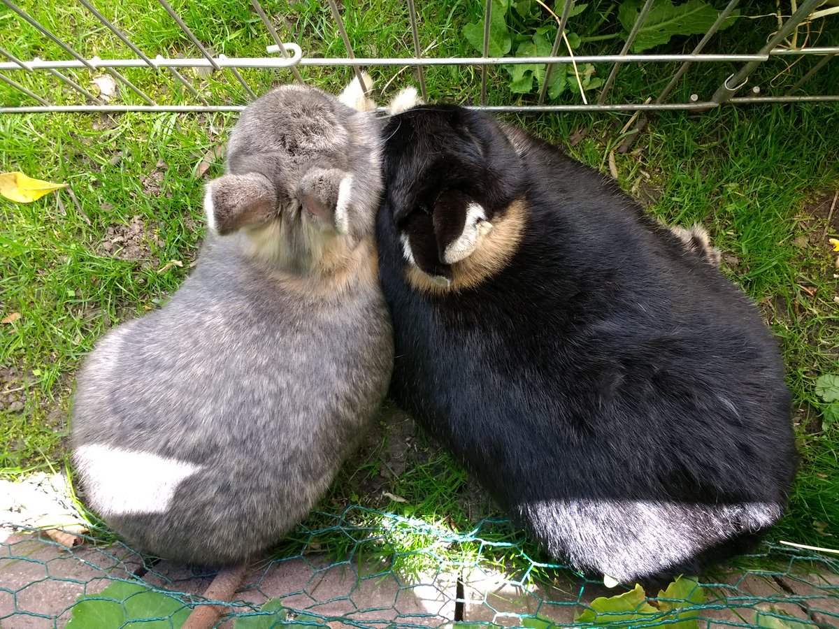 bunzleantilles's tweet photo. Love is #loveis #husbun #bunwife #forever #rabbit #usagi #nosebumps #antillesfamily #love https://t.co/1RHRFesb5m