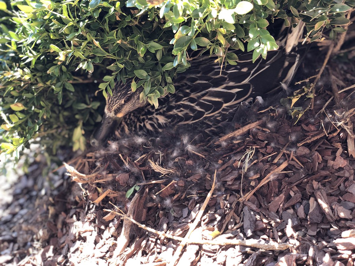 HWESPatriots's tweet photo. We have another momma in the courtyard!!! https://t.co/DC3RmezMO9