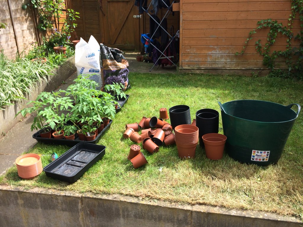 baronjohn74's tweet photo. Tomatoes & Chillies potted on for second time using a mix of vermiculite, dried & crushed avocado skins, banana skins, egg shells & coffee grounds with #JacksMagic for an organic fertiliser 🌶 🍅 #GYO #Naga #GhostChilli #BhutJolokia #SuperMarmande https://t.co/nw3WbG6nUc