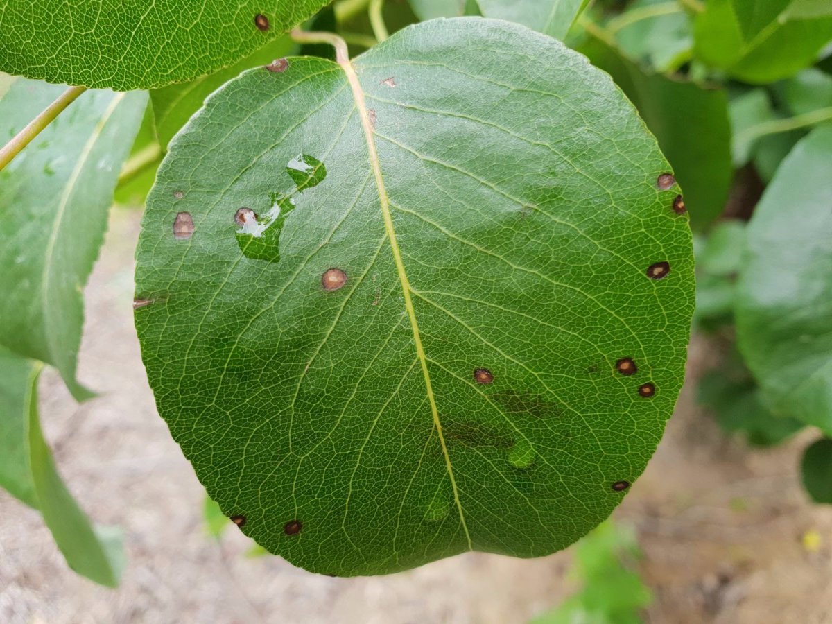 Daños en hoja
