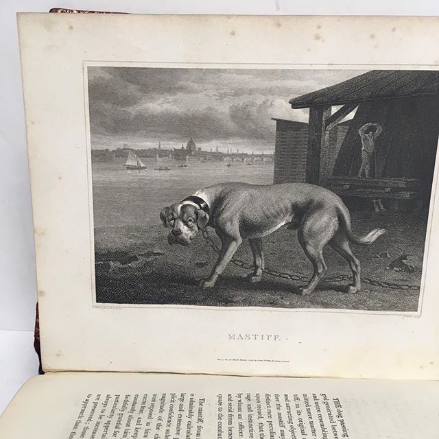 Lauriebookshop's tweet photo. The first Westminster Dog Show was held on May 8, 1877. #lauriebooks.com #nochainsallowed #fancydogshows #dogsinnorthloop #bookshop https://t.co/A9V8B17Nc1