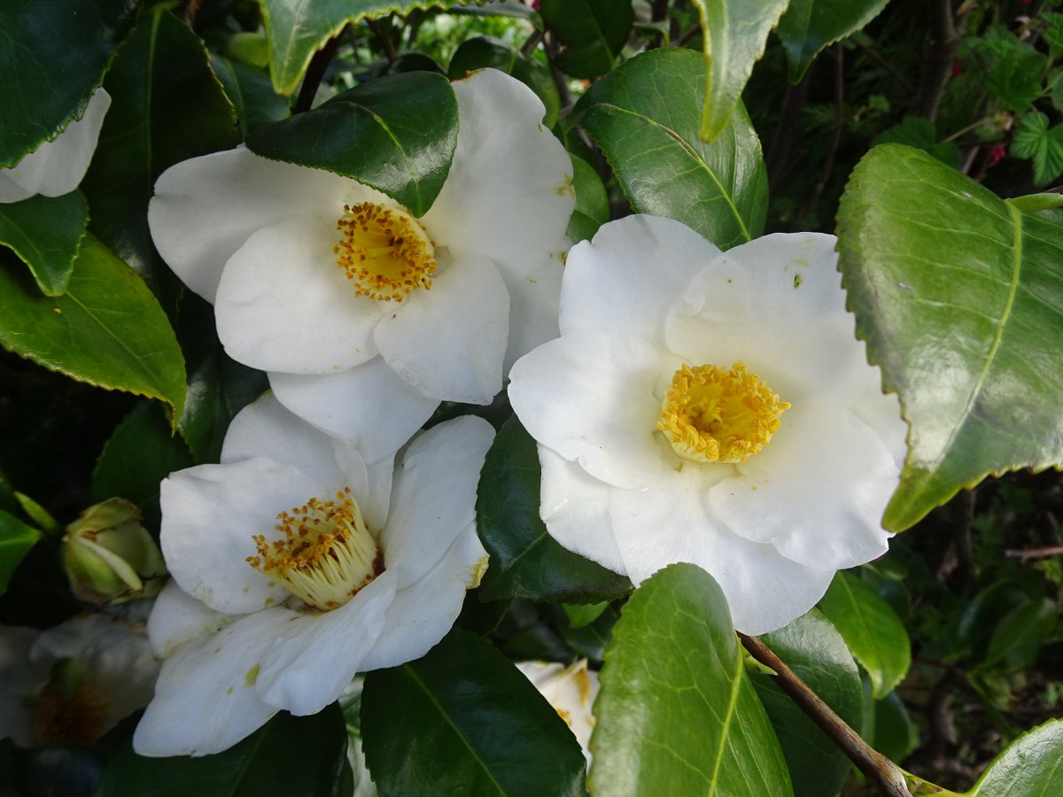 Hortoris's tweet photo. Camillia bursting out in Yorkshire https://t.co/KnSP4Xh4Cs