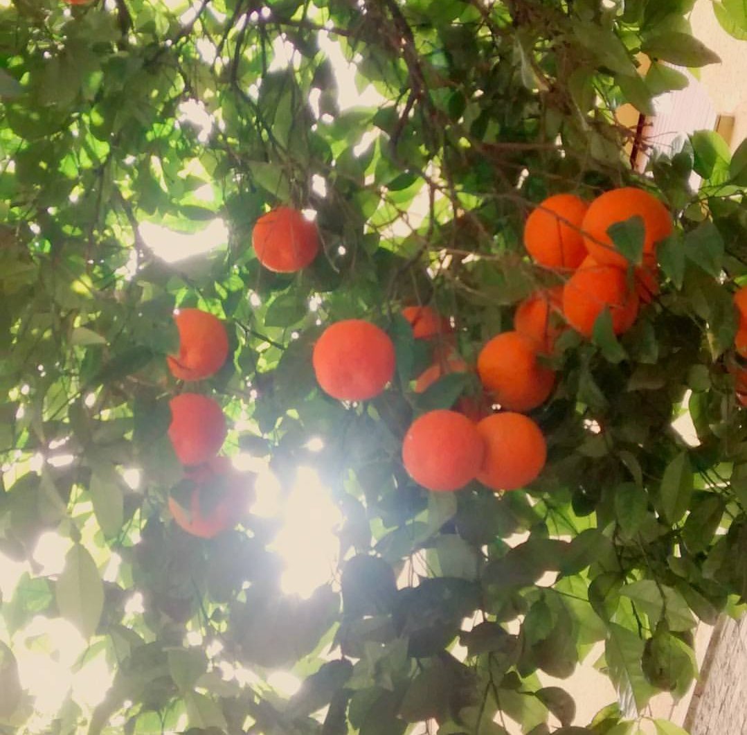 oneworlditalian's tweet photo. Alberi di #arance per le vie di #cagliari. La bellezza di vivere in una città del Mediterraneo, dove il clima è mite e la natura generosa. https://t.co/NkFX7mtpxx