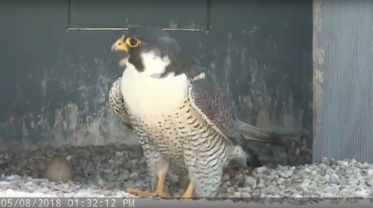 Du Bois Falcons On Twitter 0508 132pm The Female Falcon