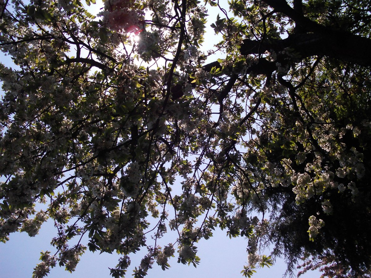 AnneSkipper75's tweet image. #OTComm #Greenspaces #Being