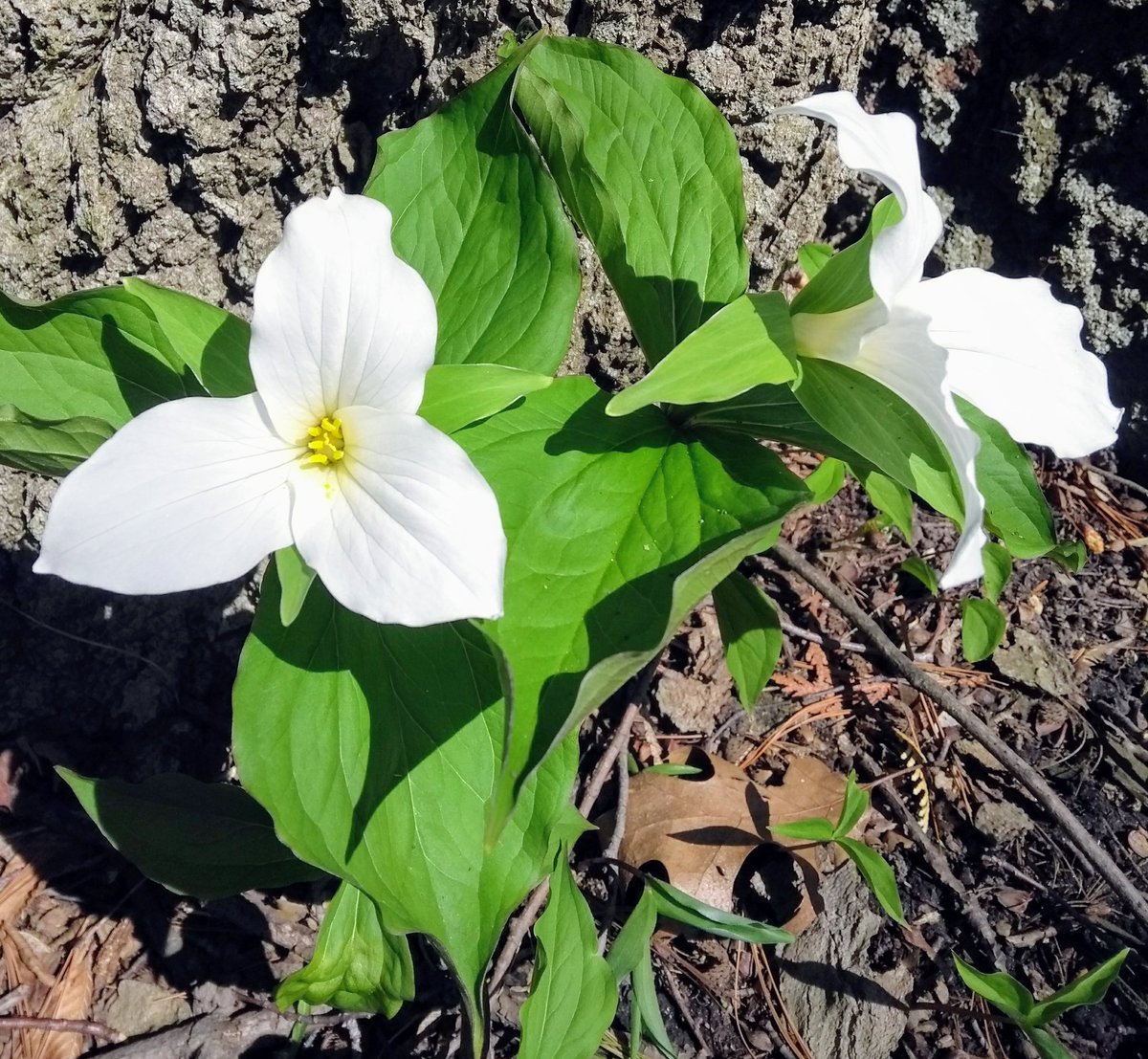 A surprise meadow of trilliums today in the recently established Rouge National Urban Park. Can you tell this is Ontario? <a href="/ParksCanada/">Parks Canada</a> #yyz
